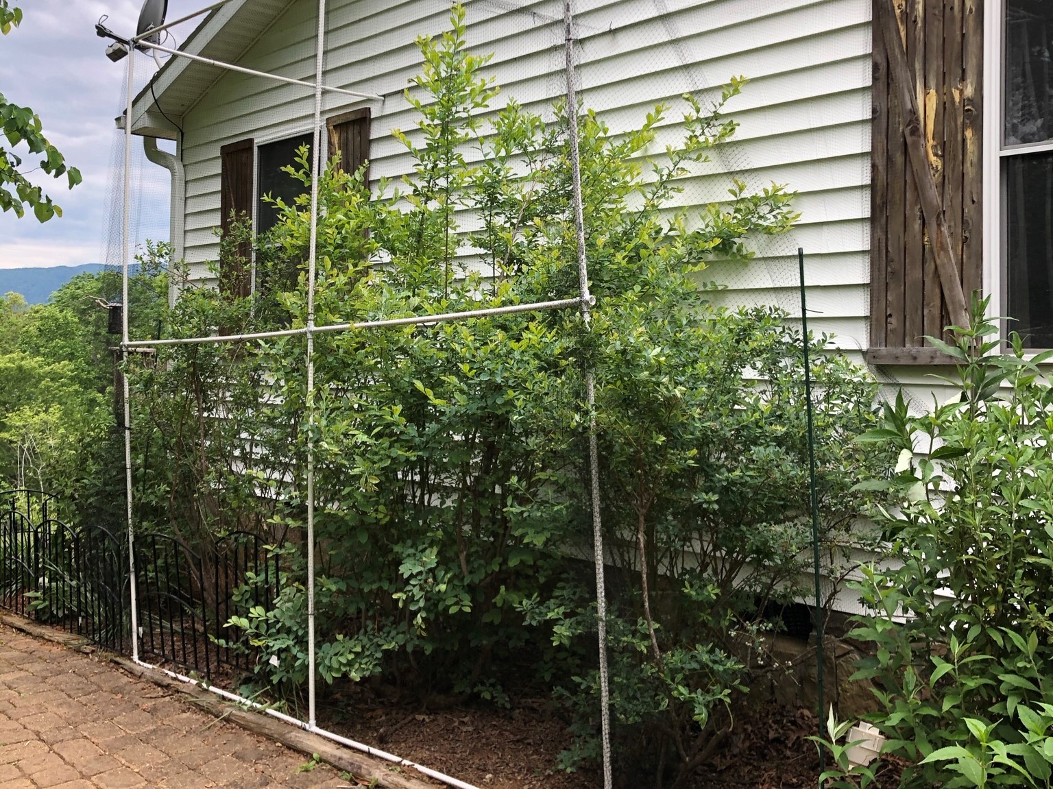 Bright green berry bushes enclosed in a tall fence