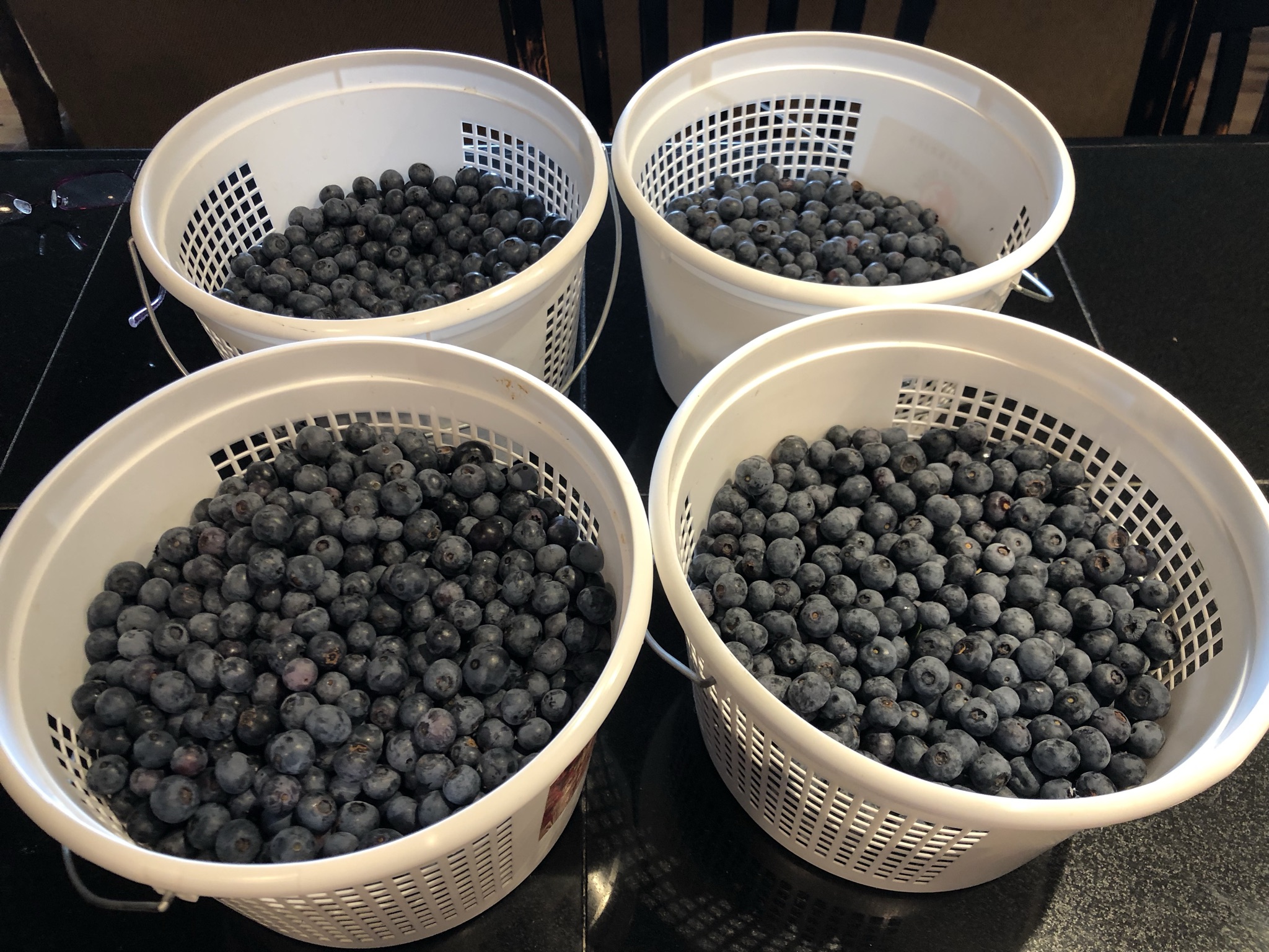 Four mesh baskets full of blueberries