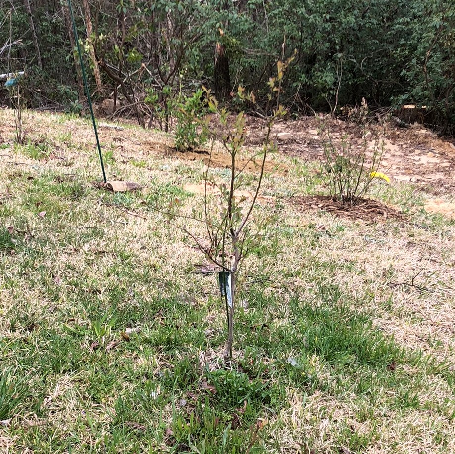 A thin plant stands ona hillside with more distanced behind