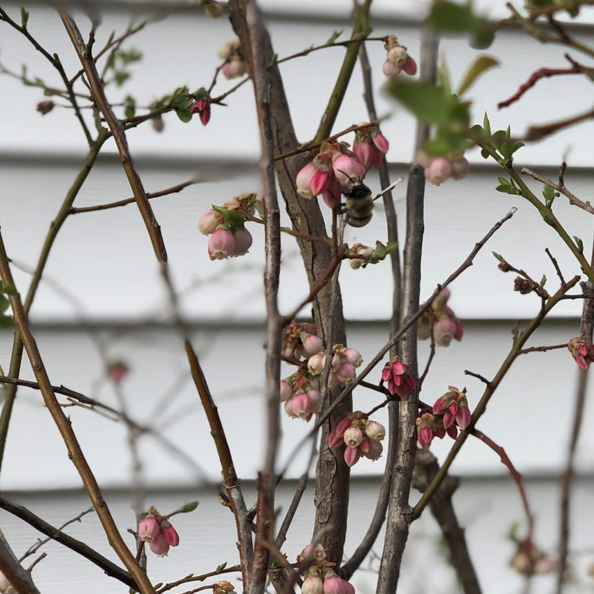 Vibrant pink flowerbuds