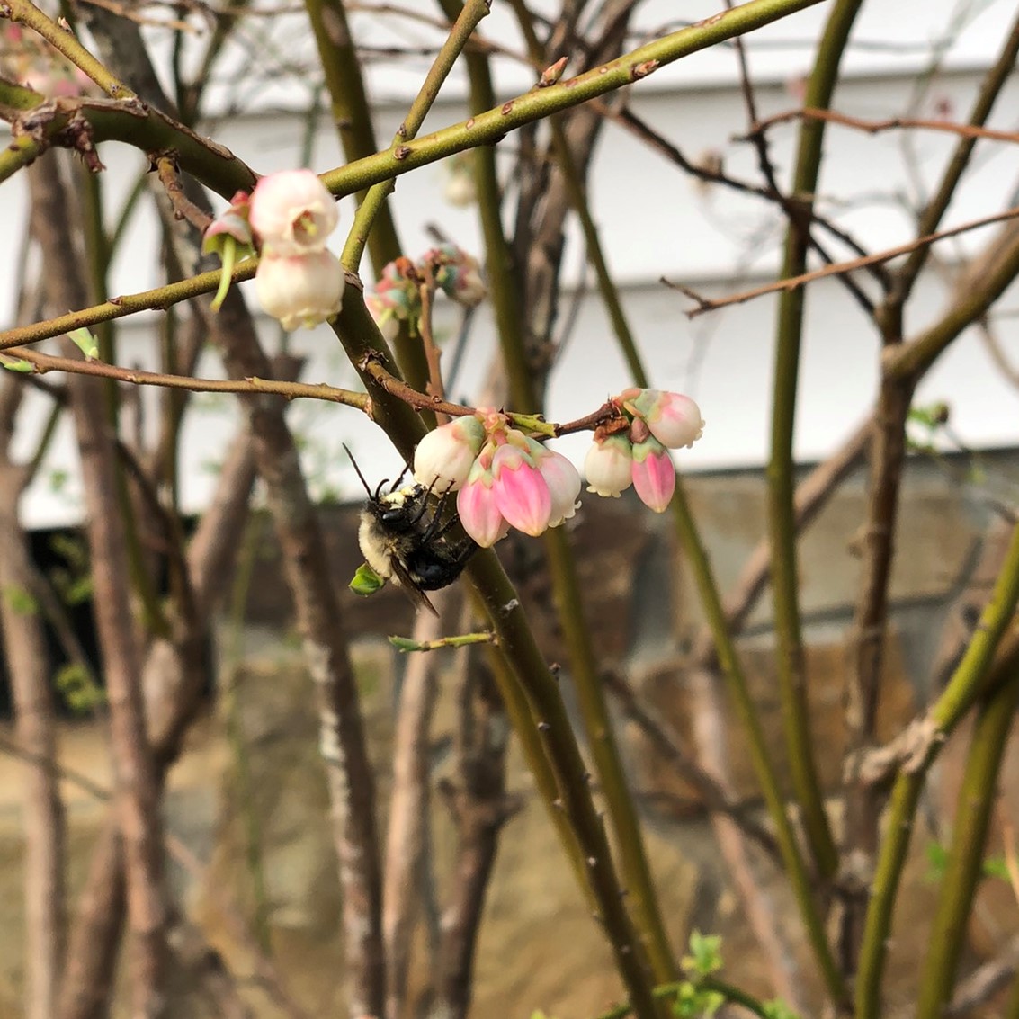Blooming pink buds being visited by a bee