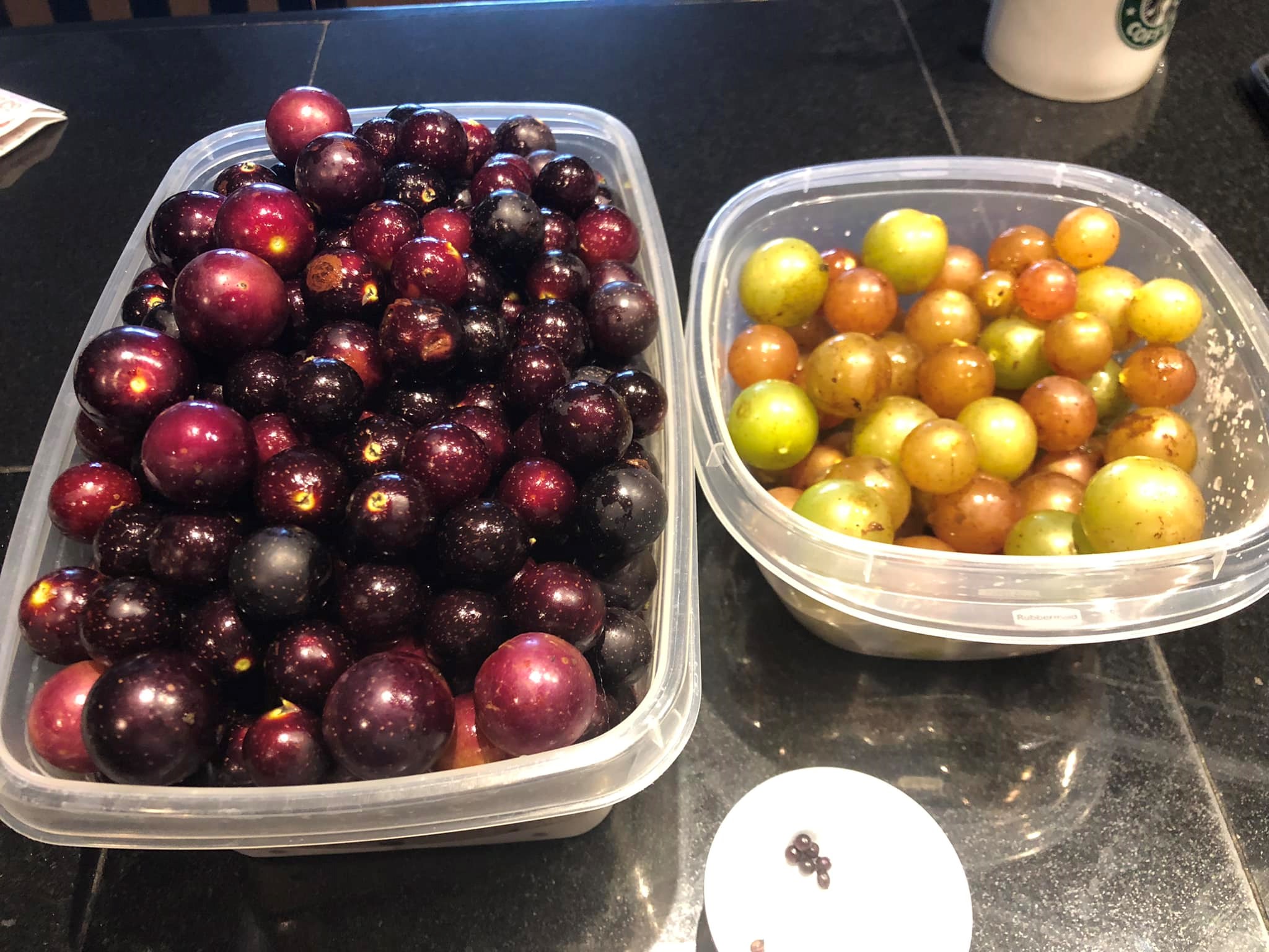 Two plastic containers filled with dark and light grapes