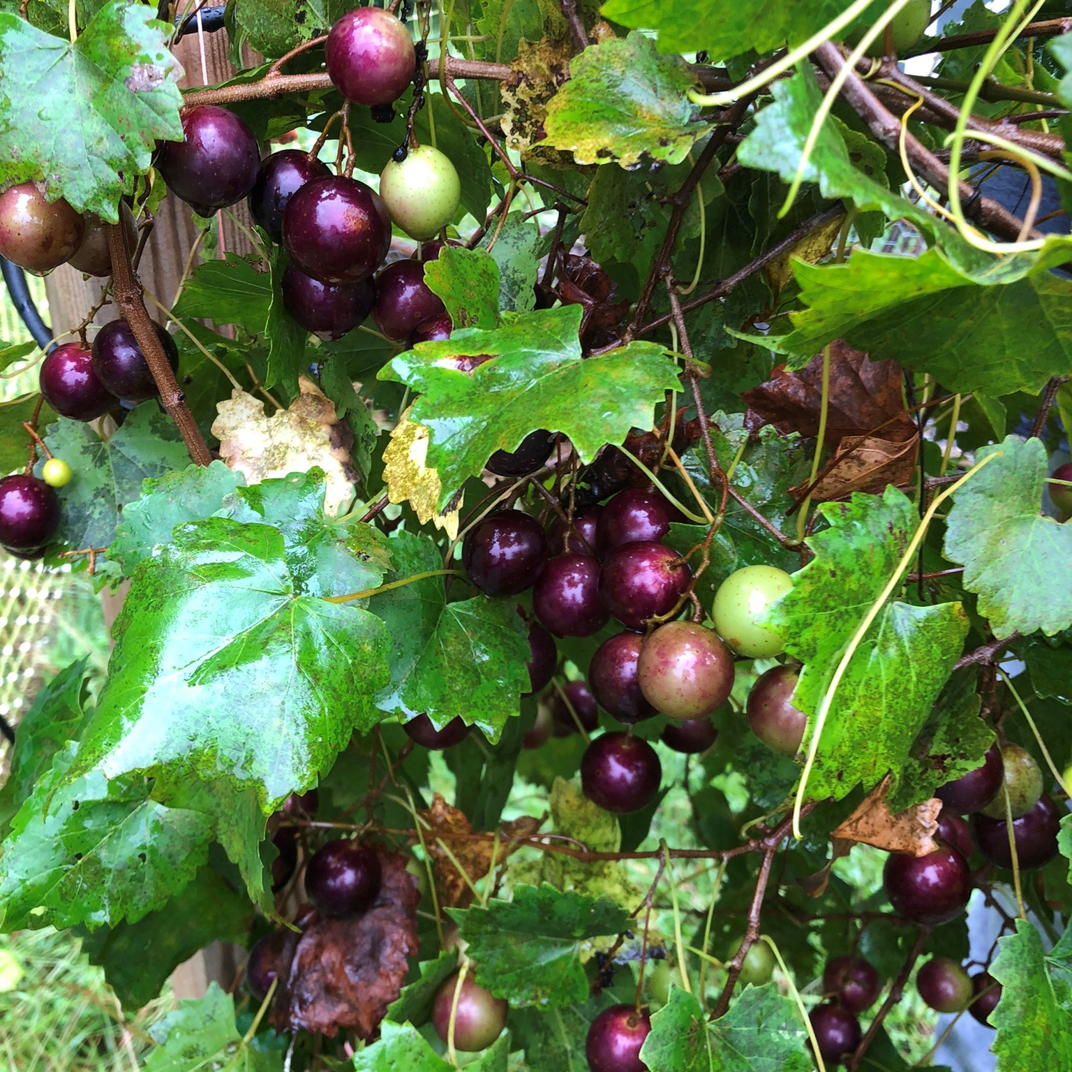 Dark red berries surrounded by wet leaves and vines