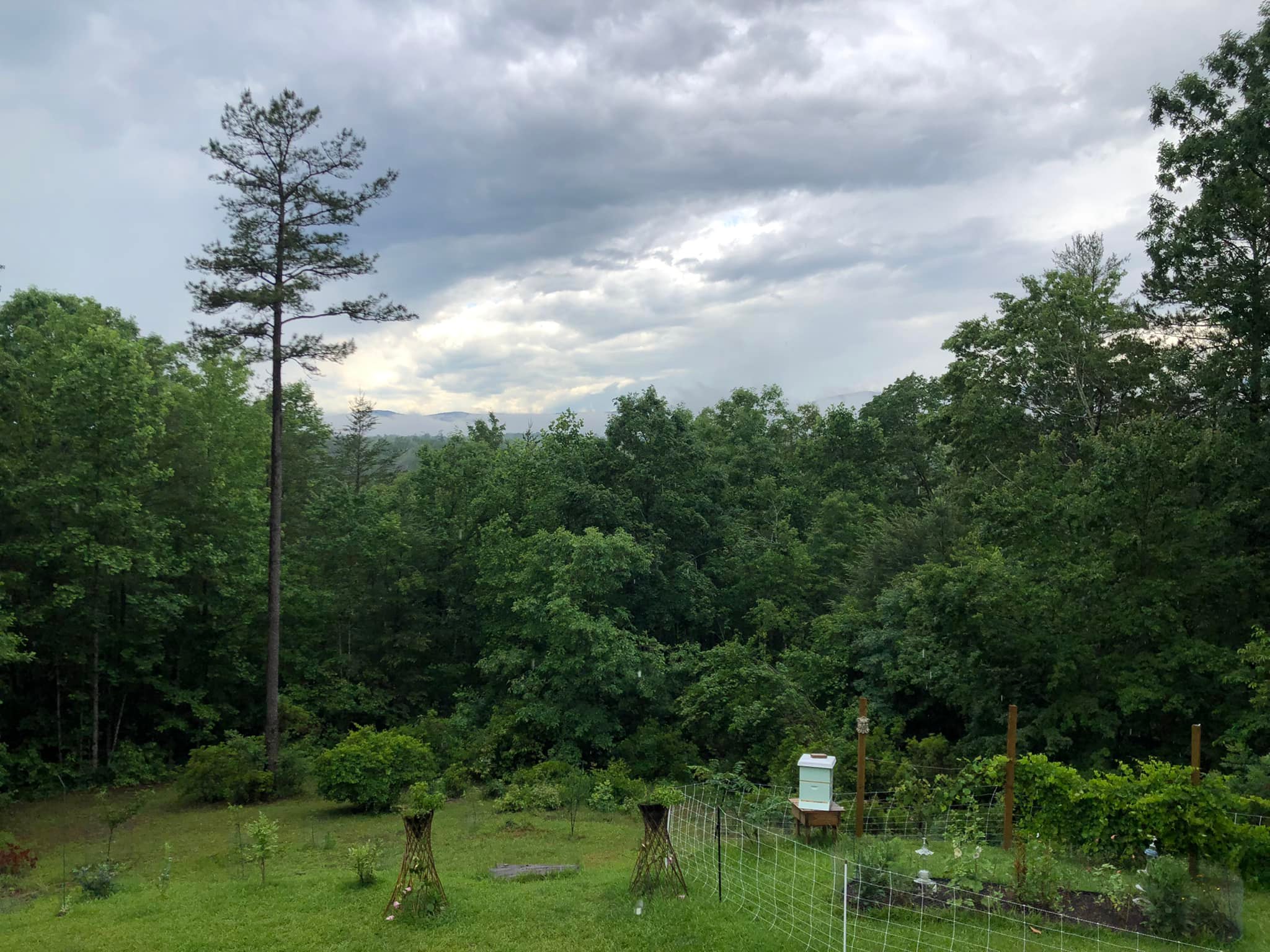 A growing garden with lush grapevines and a beehive against a forest backdrop