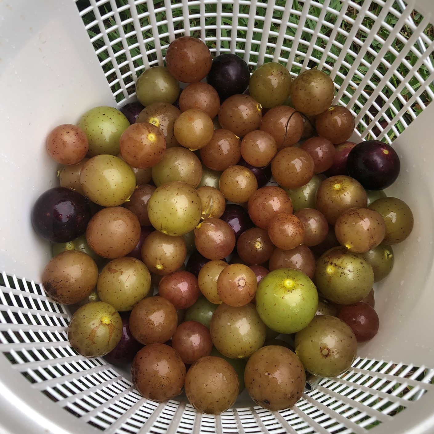 Light green and red grapes in a white mesh basket